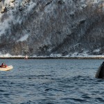 Happy Whales - always laughing at us