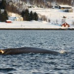 Humpback whale