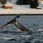 Humpback whale