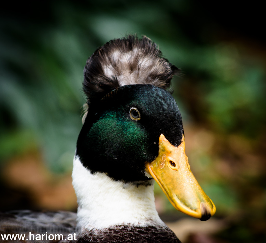 Jardin del Botanica - die Frisur kommt mir bekannt vor.... Hare Krishna Ente?