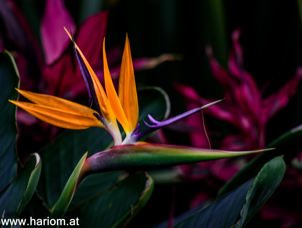 Jardin del Botanica