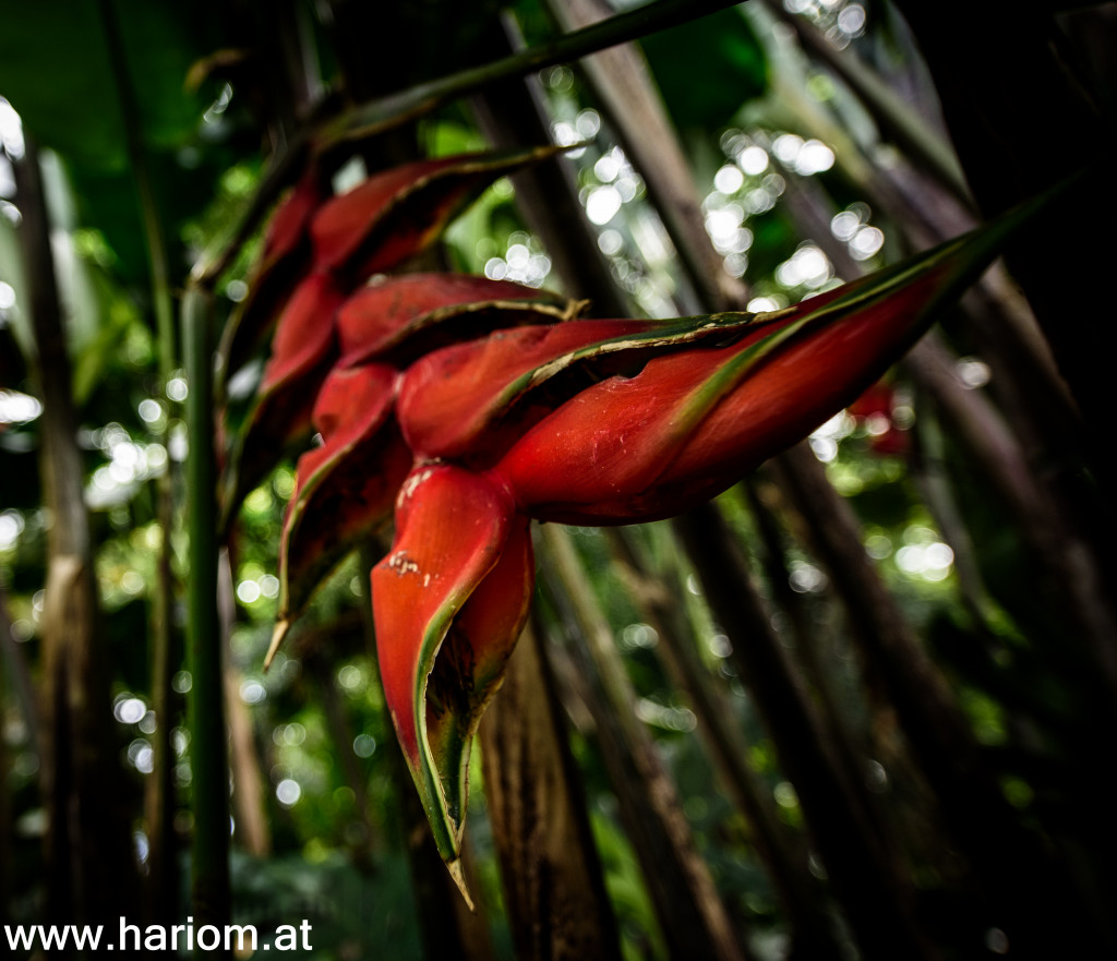 Jardin del Botanica