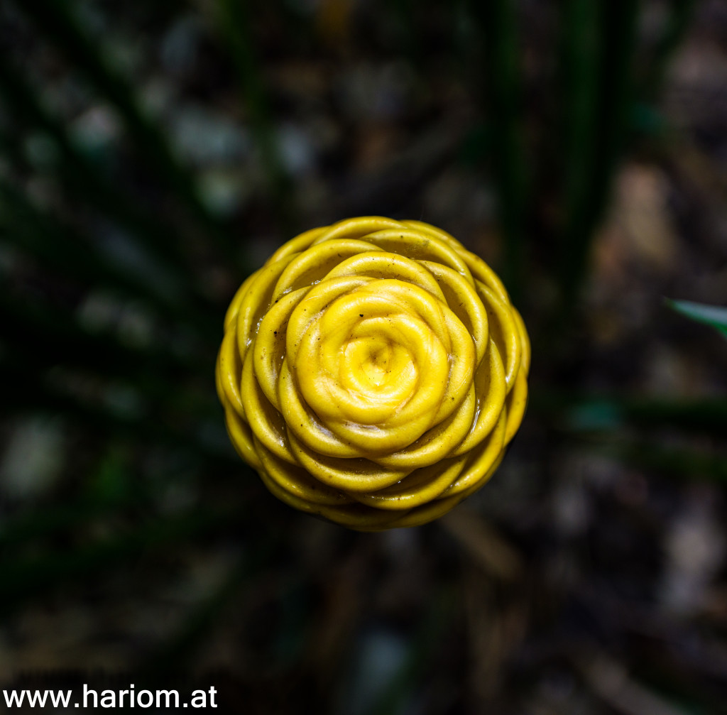 Jardin del Botanica