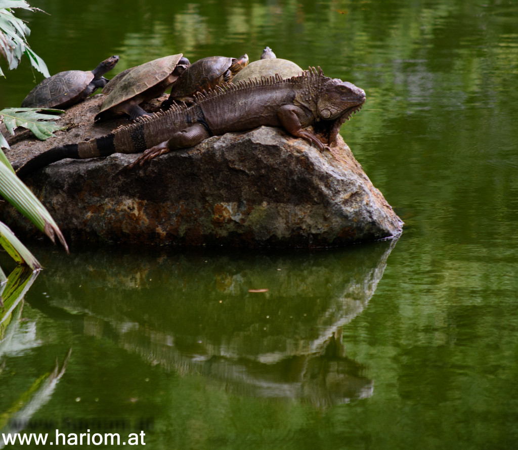 Jardin del Botanica