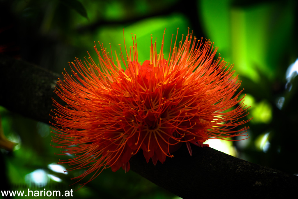 Jardin del Botanico <3