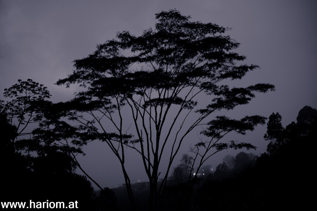 Morgengrauen im REGENwald