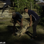 nach der delfinshow wir gefruehstueckt und ein schwein geschlachtet, ganz normal. Die Schweine leben hier uebrigens im Wald und fressen Mangos! Also kann das janatuerlich schweinderl nicht einemal halb so gluecklich sein wie das auf dem foto!