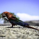 Ja das ist ein wilder vogel - und trotzdem - er macht eine show wie dressiert